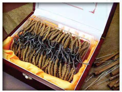 开阳冬虫夏草回收